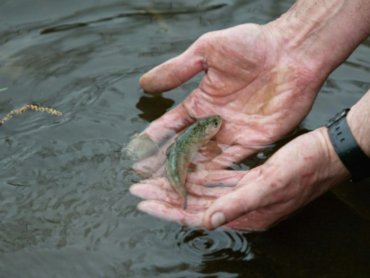 image Les saumons sauvages de l’Allier menacés d'extinction par le changement climatique