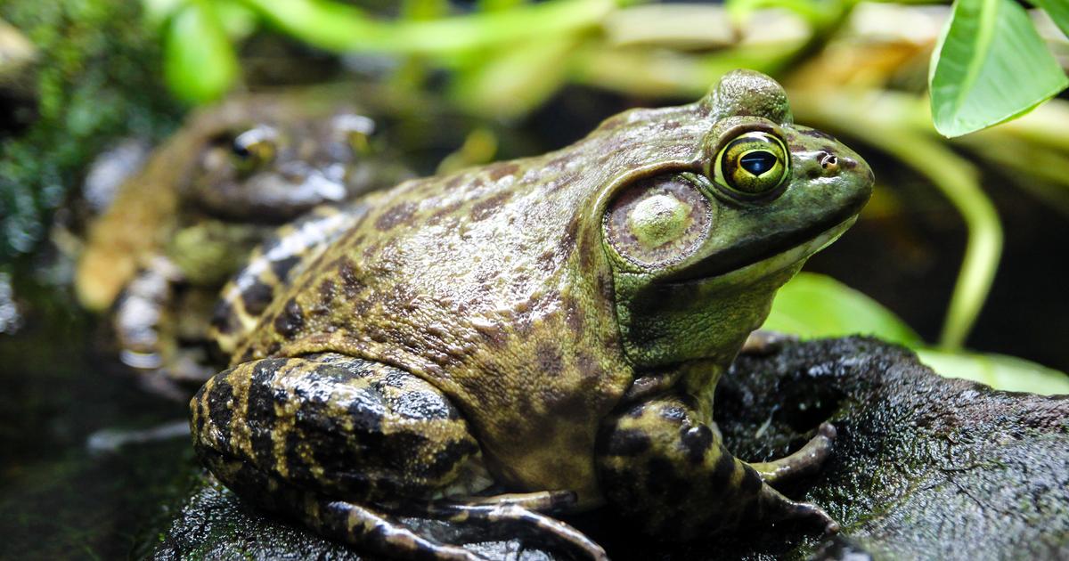 image Jusqu’à 24.000 œufs et aucun ennemi : l’inquiétante expansion de la grenouille-taureau