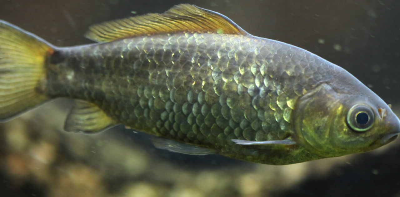 image De nombreux poissons du Grand-Est menacés d'extinction