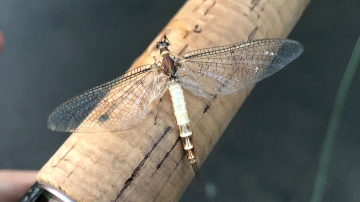 image Paris : un insecte préhistorique de retour dans la Seine, « un excellent signe pour la qualité d’eau »