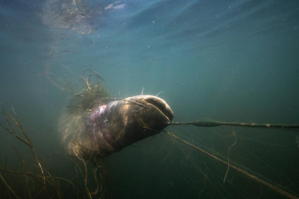 image Fleuve Charente : il va falloir décider du sort du silure