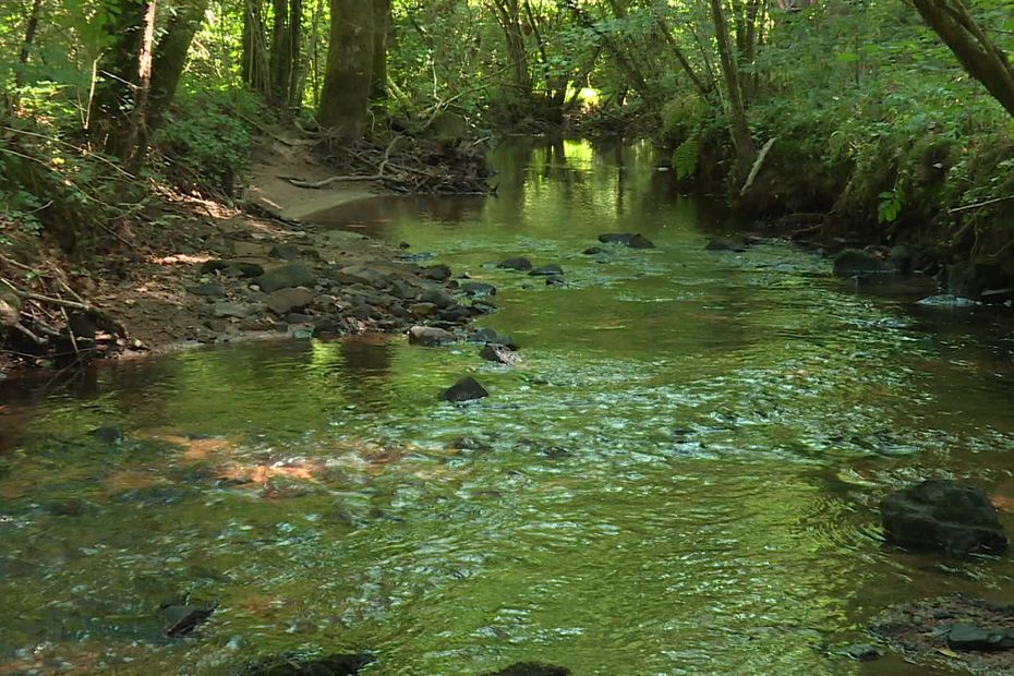 image Pollution d'un cours d'eau près de Limoges : les pêcheurs vont travailler avec l'agglomération pour redonner vie au ruisseau