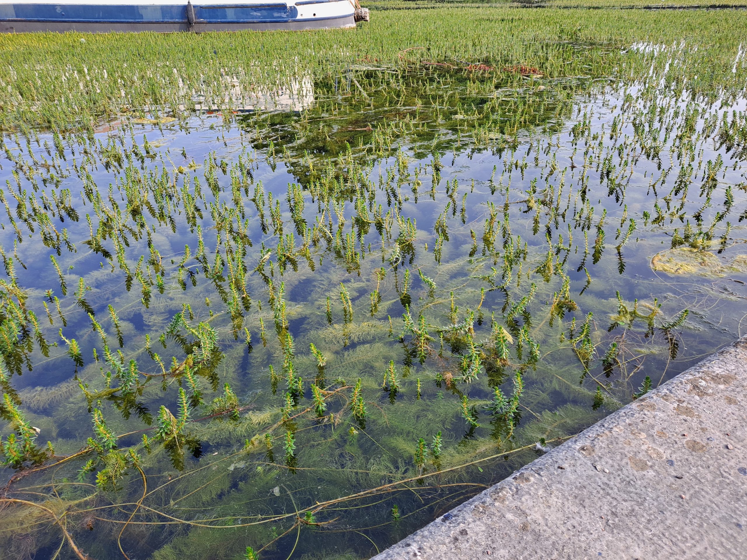 image Expliquer l'inexplicable ? Mieux comprendre le caractère envahissant de Myriophyllum heterophyllum pour contribuer à sa gestion en France