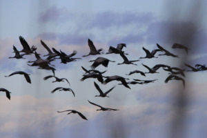 image Conserver les zones humides aide les oiseaux d’eau à mieux s’adapter au changement climatique
