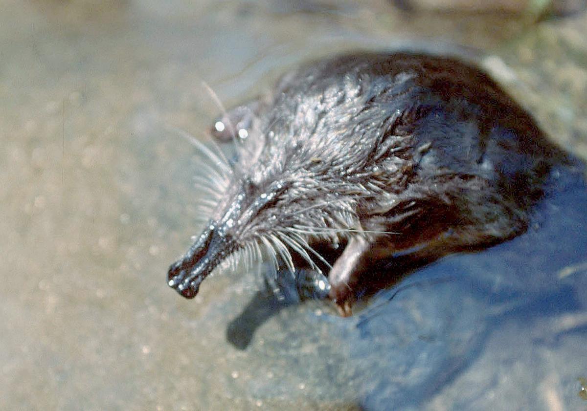 image La biodiversité dans les Pyrénées-Atlantiques : le retour des 64 Fantastiques
