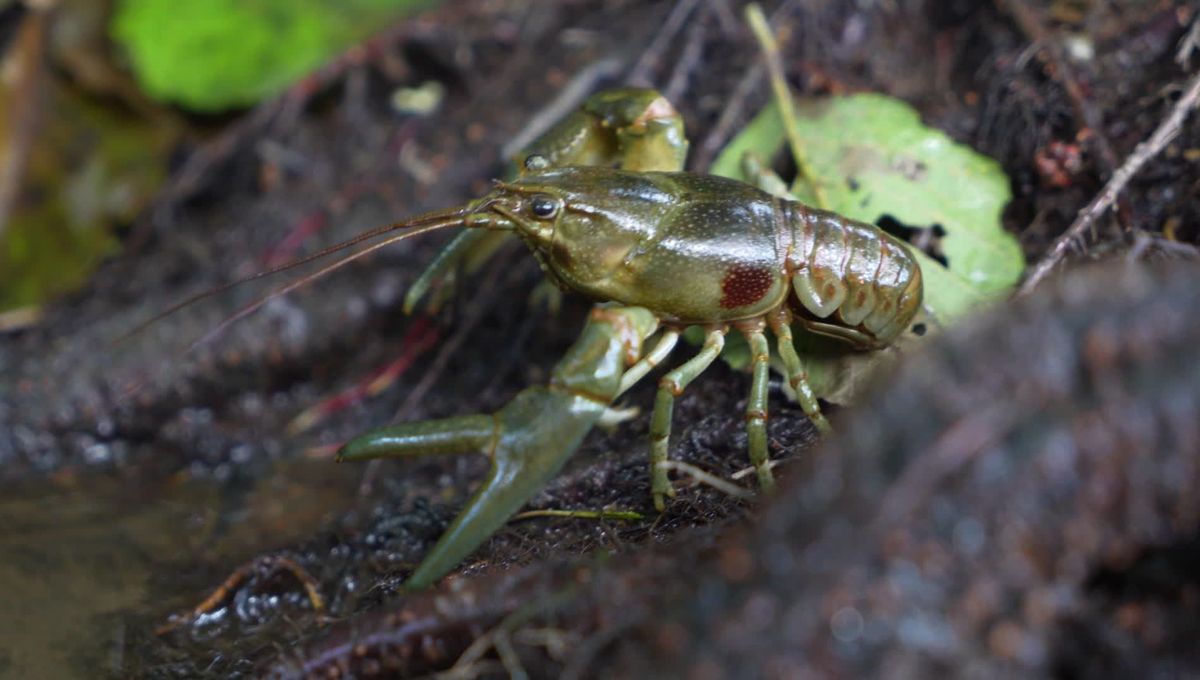 image 500 œufs par an : l’écrevisse à taches rouges menace nos rivières en détruisant tout sur son passage