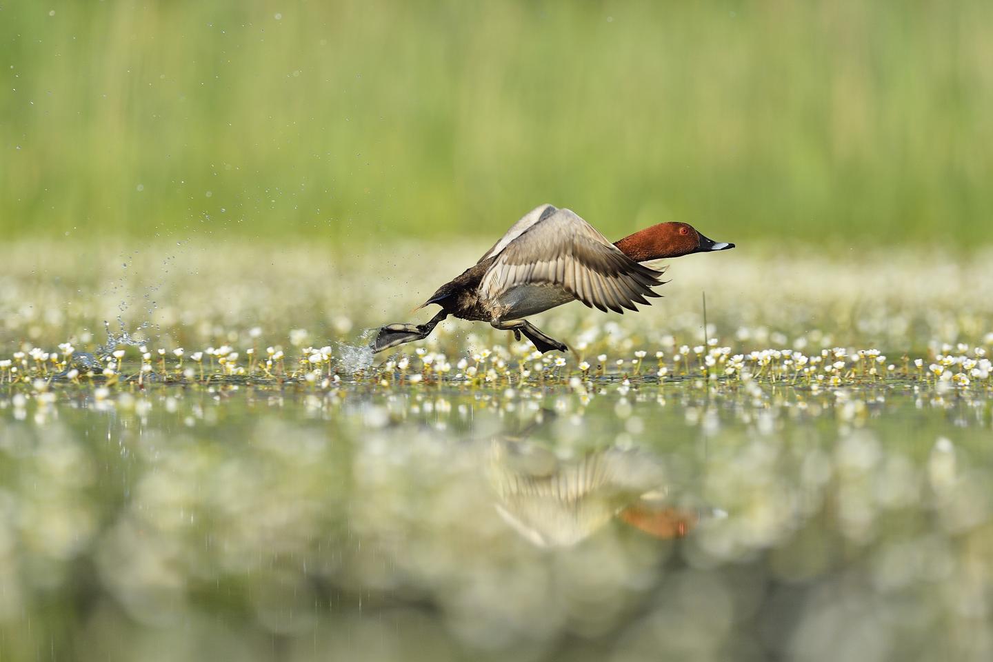 image Le gouvernement renonce à réduire la période de chasse d’oiseaux migrateurs en déclin, comme la caille des blés ou le canard siffleur