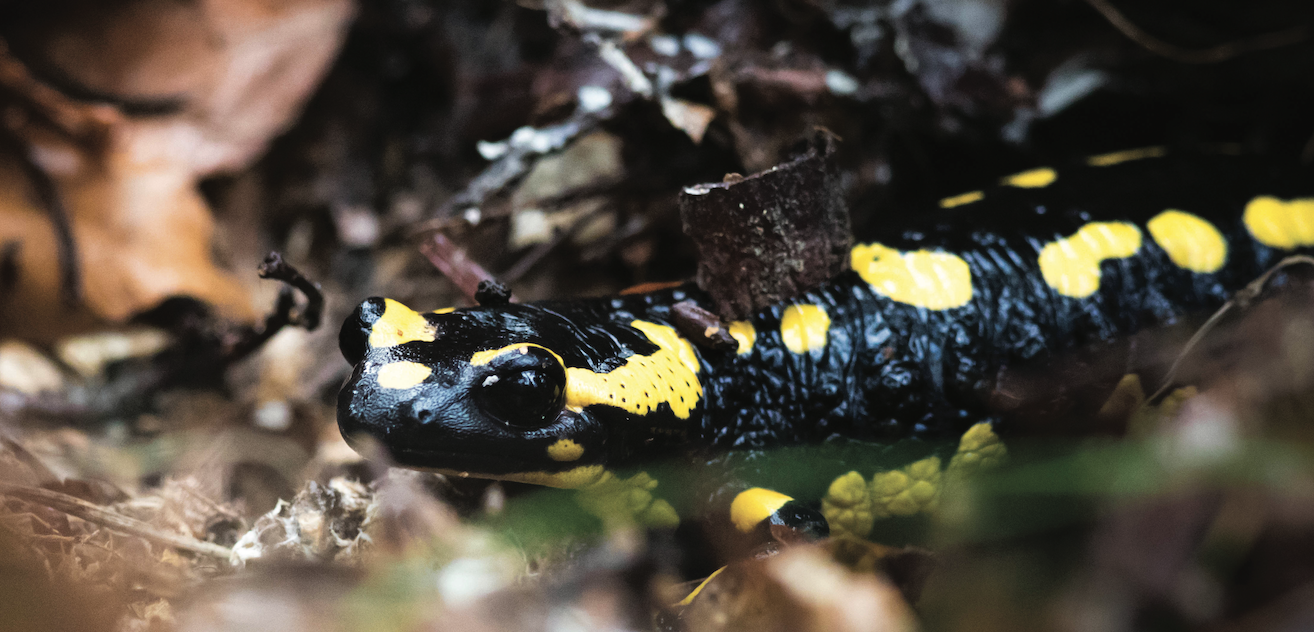 image Biodiversité des rivières en tension