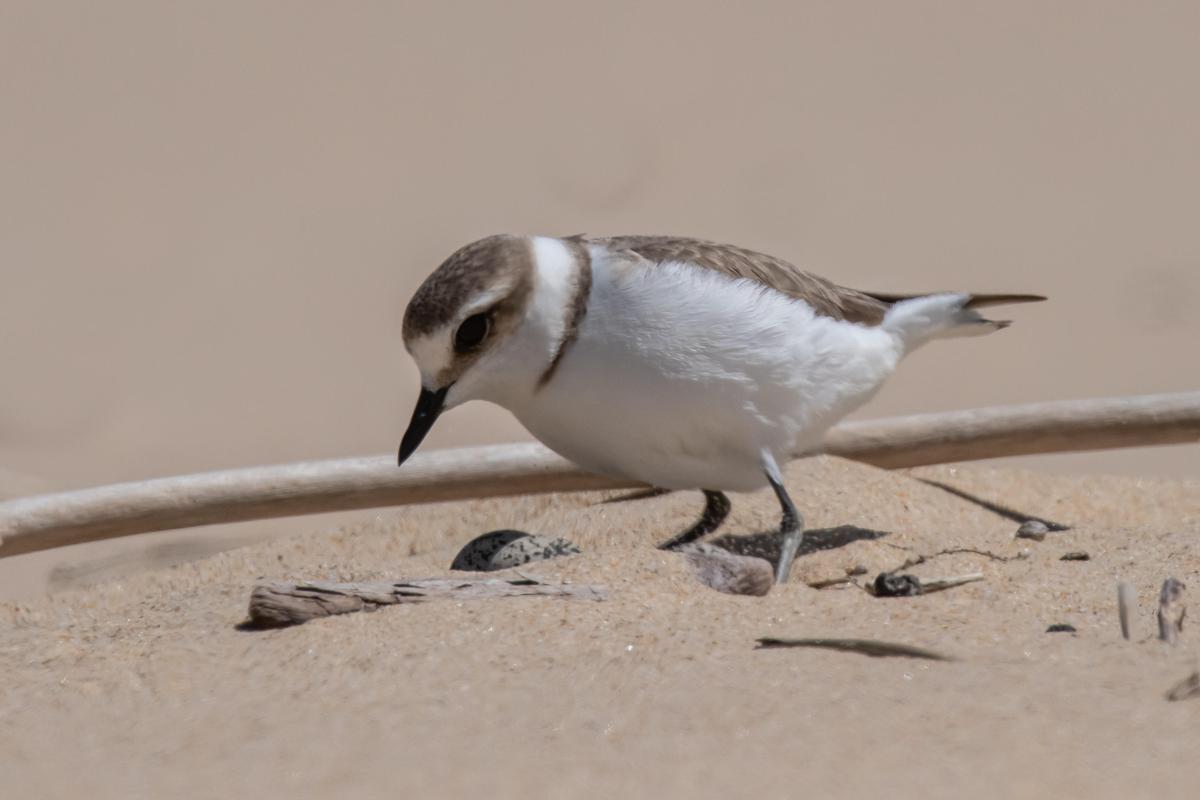 image Île d’Oléron : quand la préservation des gravelots devient un enjeu pour la biodiversité littorale 