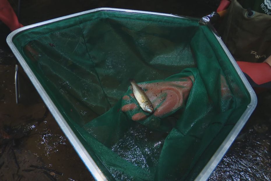 image Le black-bass, ce poisson qui menace l'écosystème unique de la plaine des lacs de Yaté