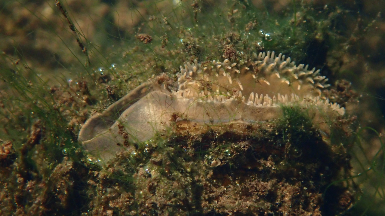 image Deux-Sèvres : si vous trouvez des coquilles de mulettes…