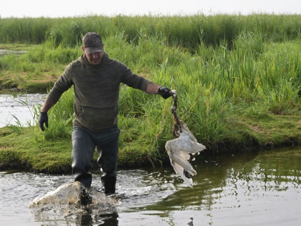 image Dans les marais de Loire-Atlantique, des milliers d'oiseaux victimes du botulisme