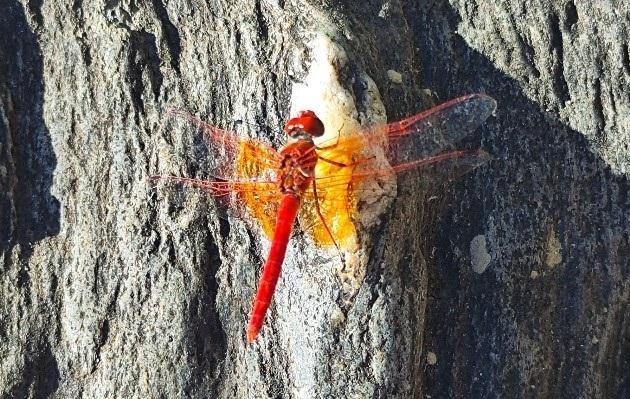 image Une nouvelle libellule dans le Parc : le Trithémis à ailes ambrées