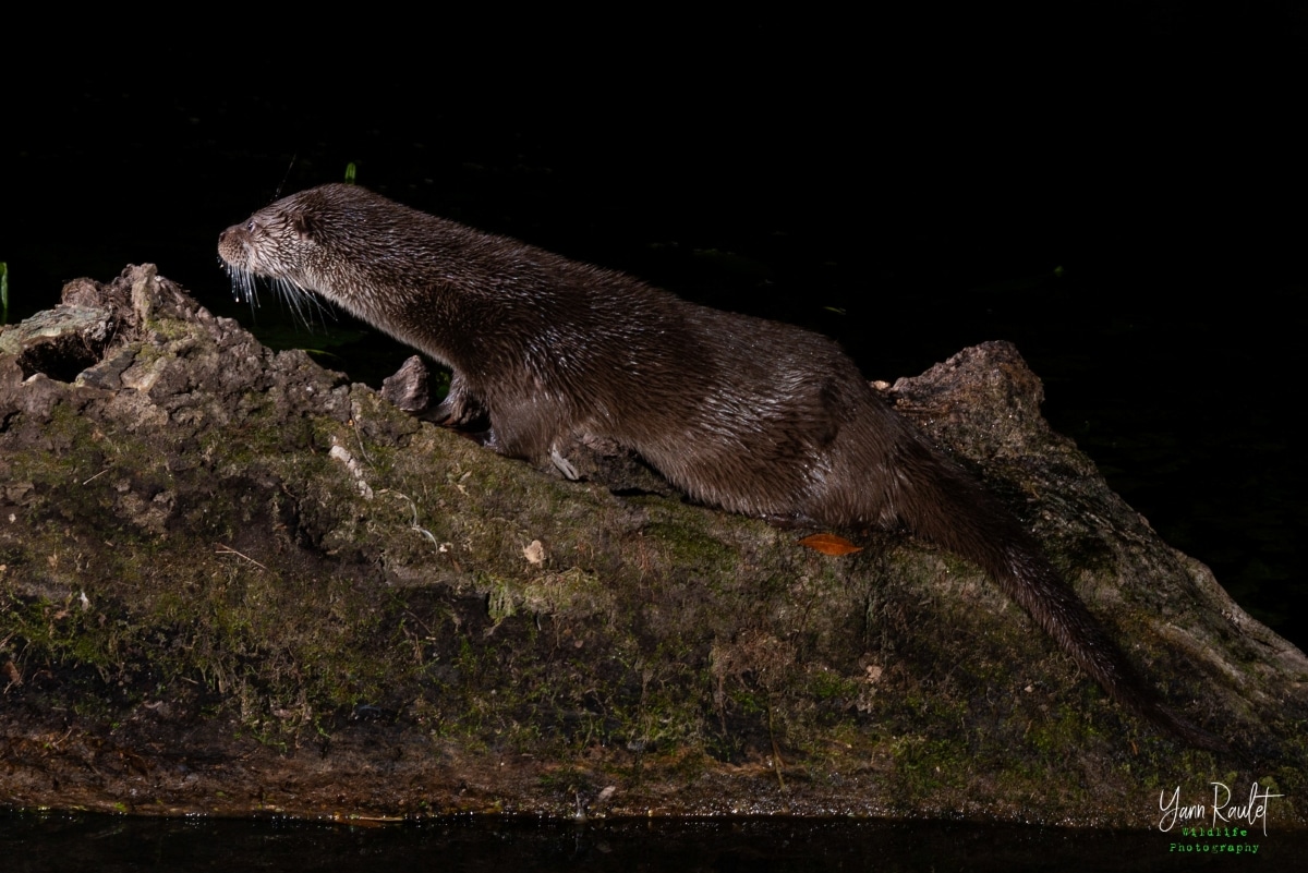 image La loutre d’Europe regagne du terrain en France, une bonne nouvelle pour la biodiversité