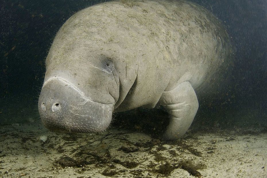 image Le lamantin des Caraïbes de retour dans les eaux du Moule