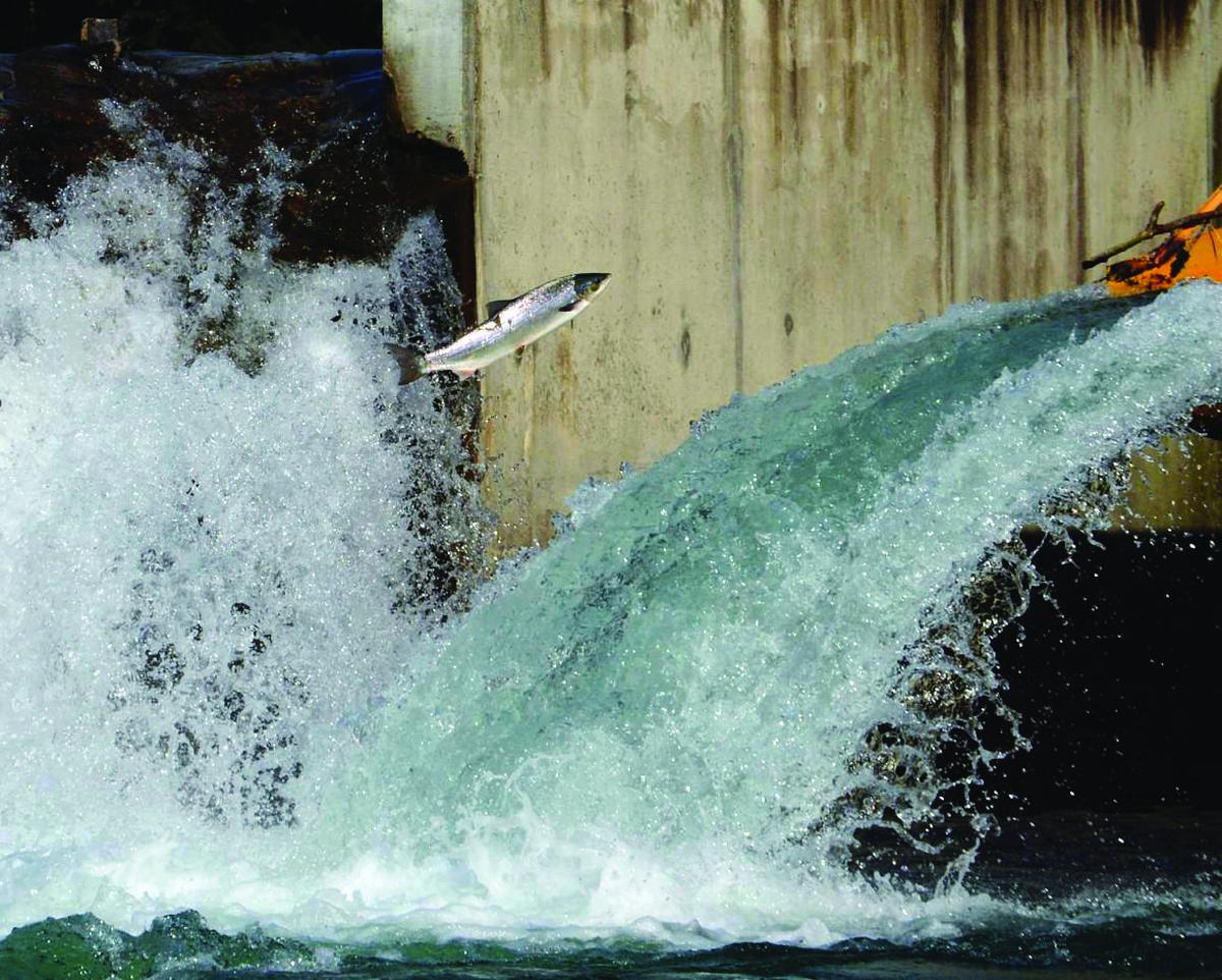 image Béarn et Soule : « C’est catastrophique », l’association Migradour dresse un premier bilan des poissons migrateurs