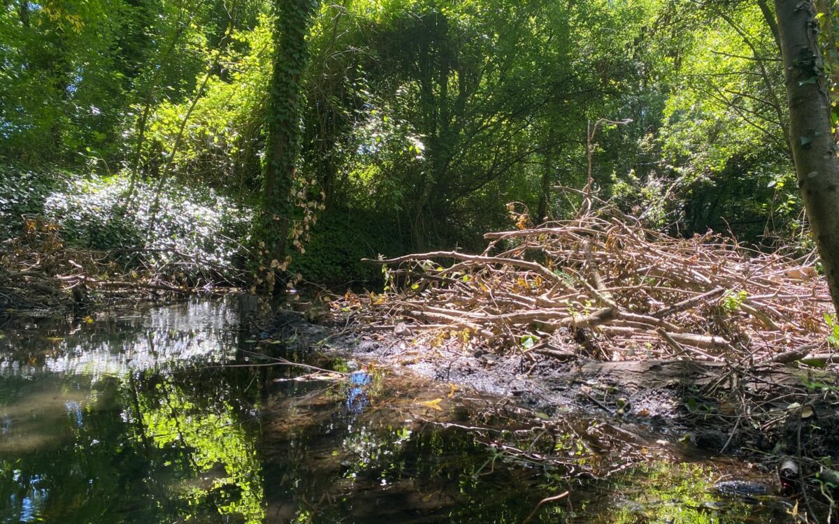 image Pourquoi la Métropole de Lyon s'inspire des castors pour revitaliser la Rize ?