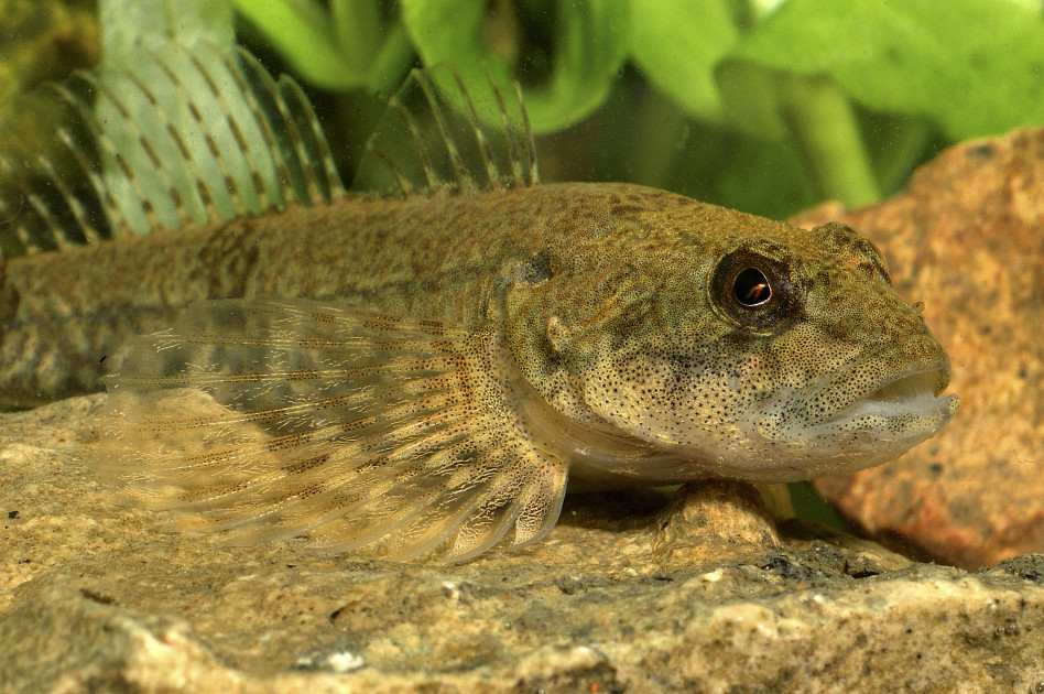 image La Seine, plus propre à Paris, voit le retour de ses poissons historiques