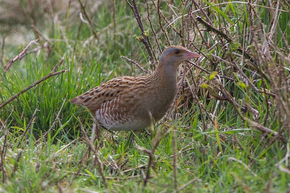 image Nouvelle réserve naturelle de la Seine champenoise : une faune et une flore à préserver