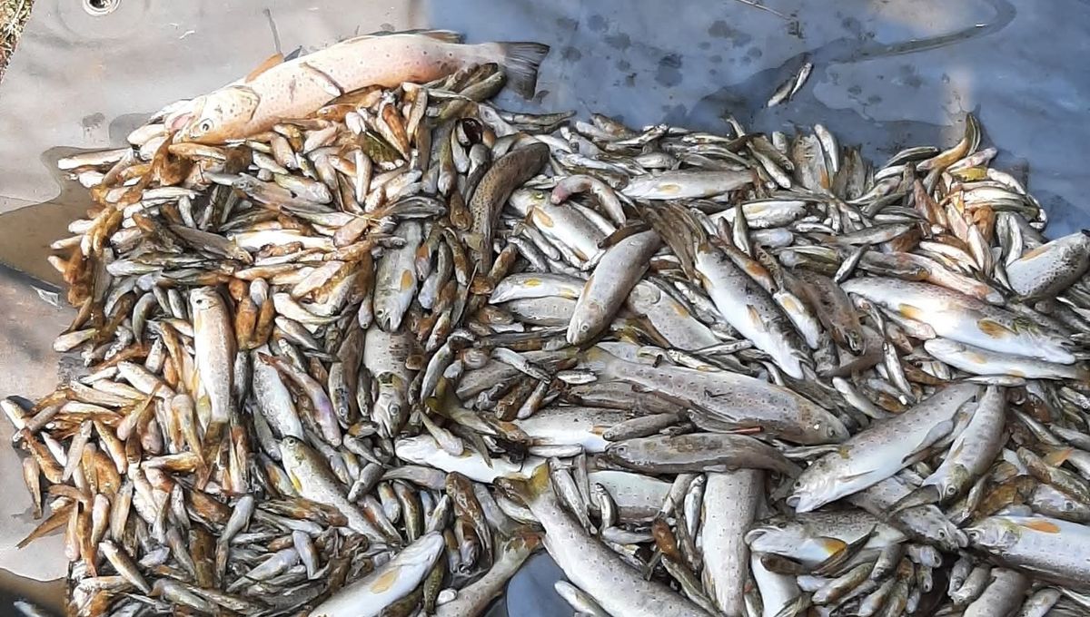 image Une enquête ouverte après la découverte de centaines de poissons morts dans le Haut-Allier en Lozère