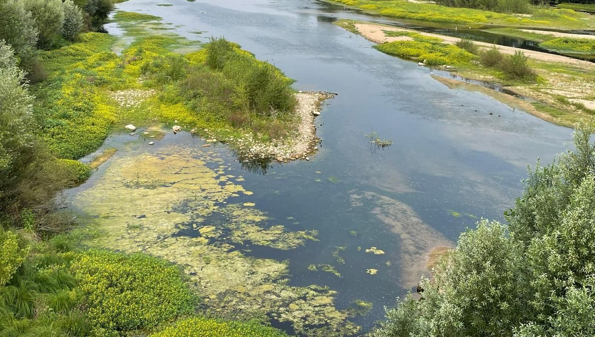 image Pollution ou conséquence de la canicule ? On vous explique pourquoi les algues envahissent la Loire à Orléans