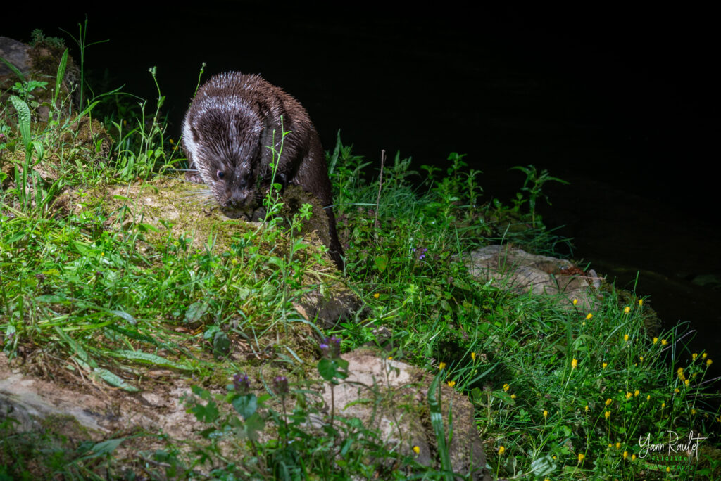 image “Sur le Lez, il y a au moins un mâle et une femelle” : sur les traces des loutres à Montpellier