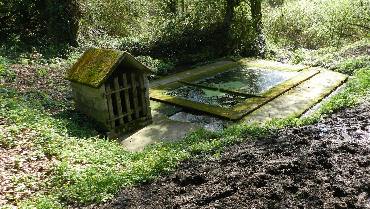 image Les lavoirs, précieux refuges pour la biodiversité