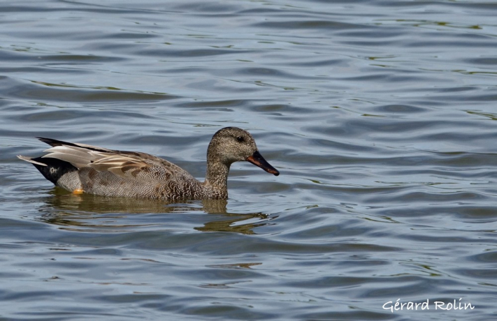 image Zoom sur le Canard chipeau