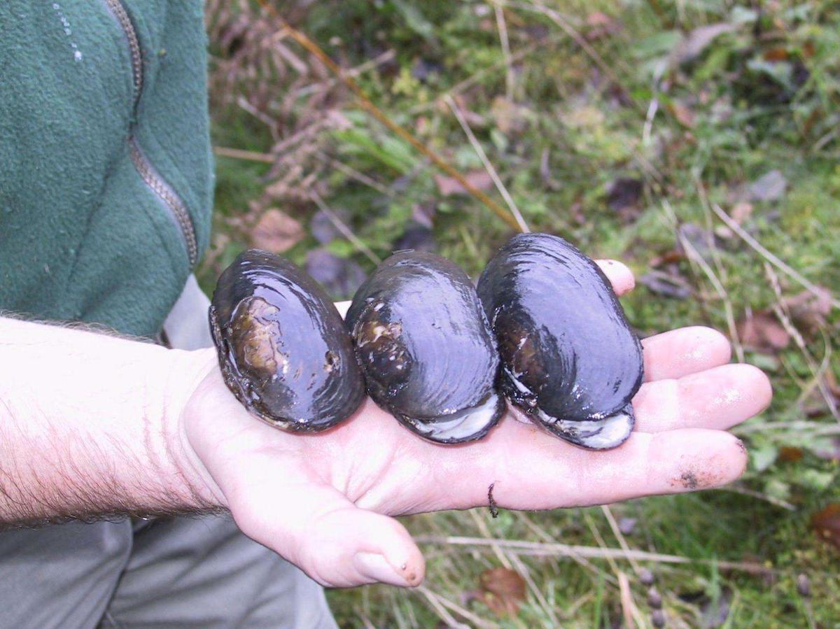 image Pays basque : la mulette, perle méconnue des rivières