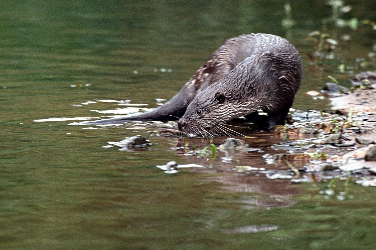 image Genettes et loutres : à la découverte de ces drôles de mammifères qui peuplent les eaux et forêts du Cher