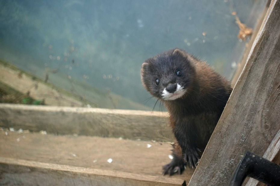 image Le premier lâcher en France de visons d’Europe a eu lieu dans la vallée de la Charente : un espoir pour la biodiversité