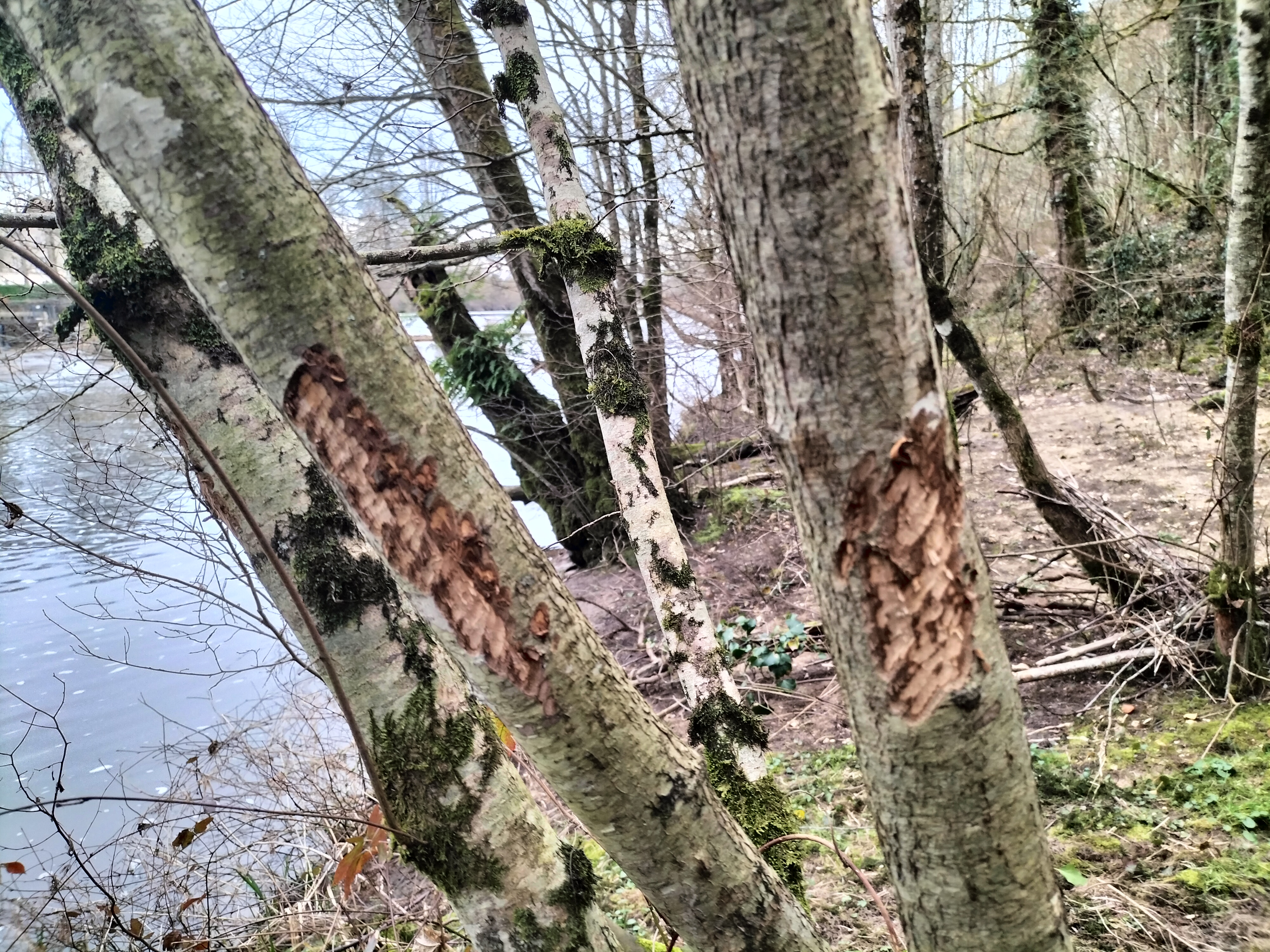 image Des castors... dans nos rivières !? - Portail de la biodiversité en Centre-Val de Loire