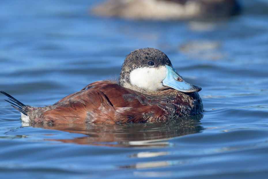 image Un canard exotique, originaire d’Amérique du Nord, menace ses congénères des Hauts-de-France