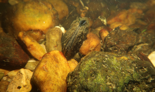 image Suivi à long terme du déplacement d’une espèce en danger critique d’extinction : la Grande Mulette Pseudunio auricularius (Spengler, 1793)