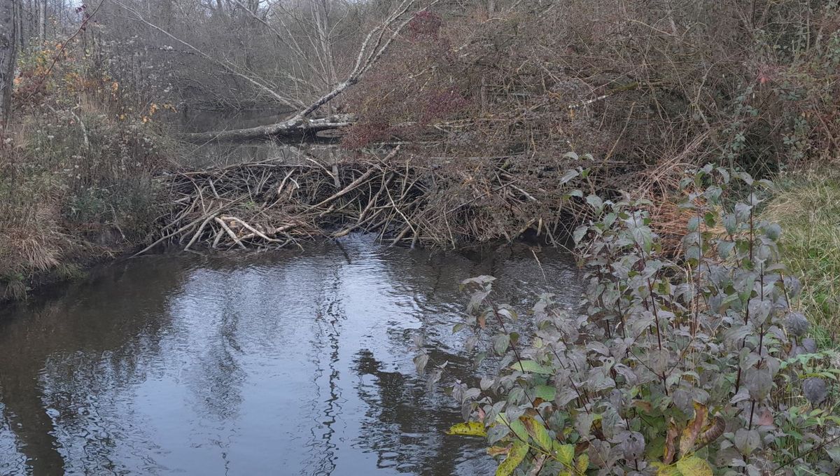 image Indre : les castors causent des dégâts chez un agriculteur, quelles solutions ?
