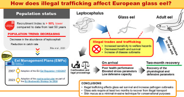image Le coût caché du commerce illicite : évaluation de la santé physiologique des civelles européennes de contrebande (Anguilla anguilla) (article en anglais)