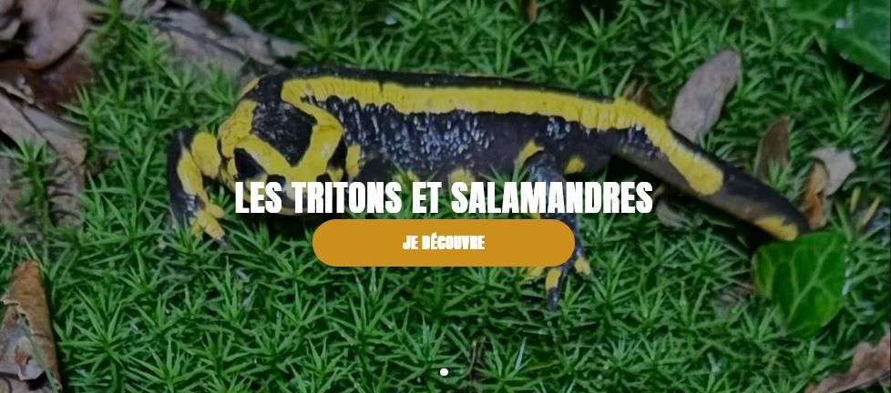 image Identifier et connaître les urodèles