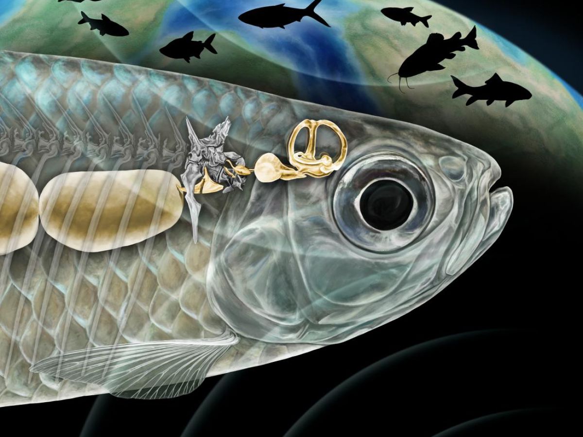 image Pourquoi les poissons d'eau douce entendent-ils mieux que ceux de mer ?