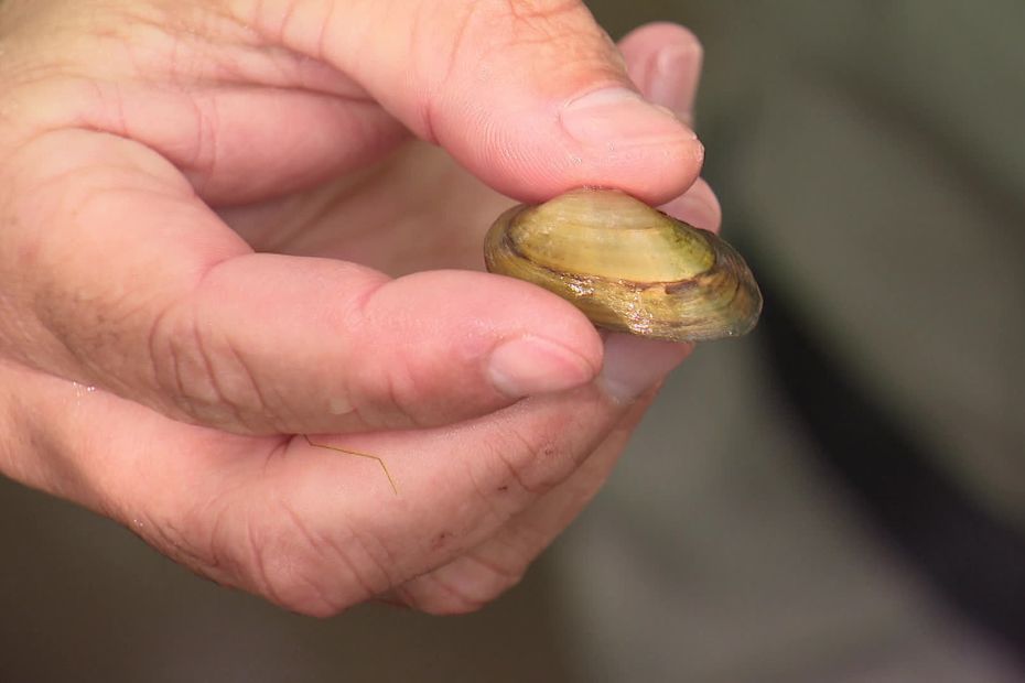 image Les moules d'eau douce en danger critique : les scientifiques alertent sur ce danger environnemental