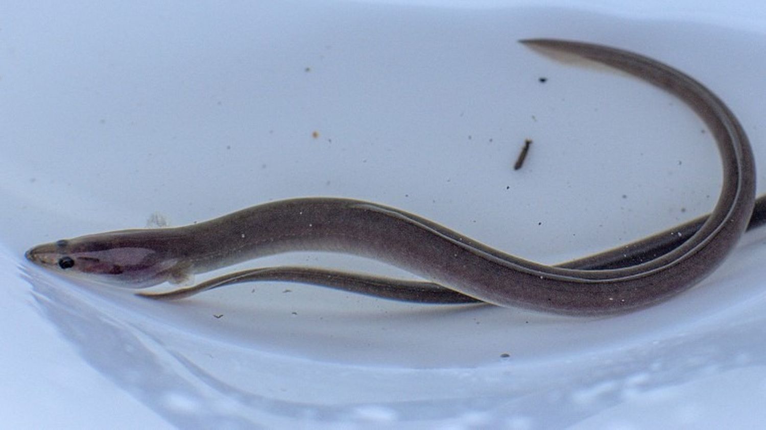 image Des ONG, scientifiques et pêcheurs réclament la fin de la pêche à l'anguille 