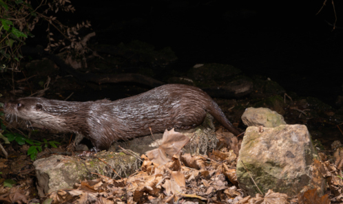 image Étude du retour de la Loutre d’Europe Lutra lutra (Linnaeus, 1758) sur le fleuve Lez grâce aux méthodes non-invasives de suivi des populations et une collaboration étroite entre structures académiques et territoriales
