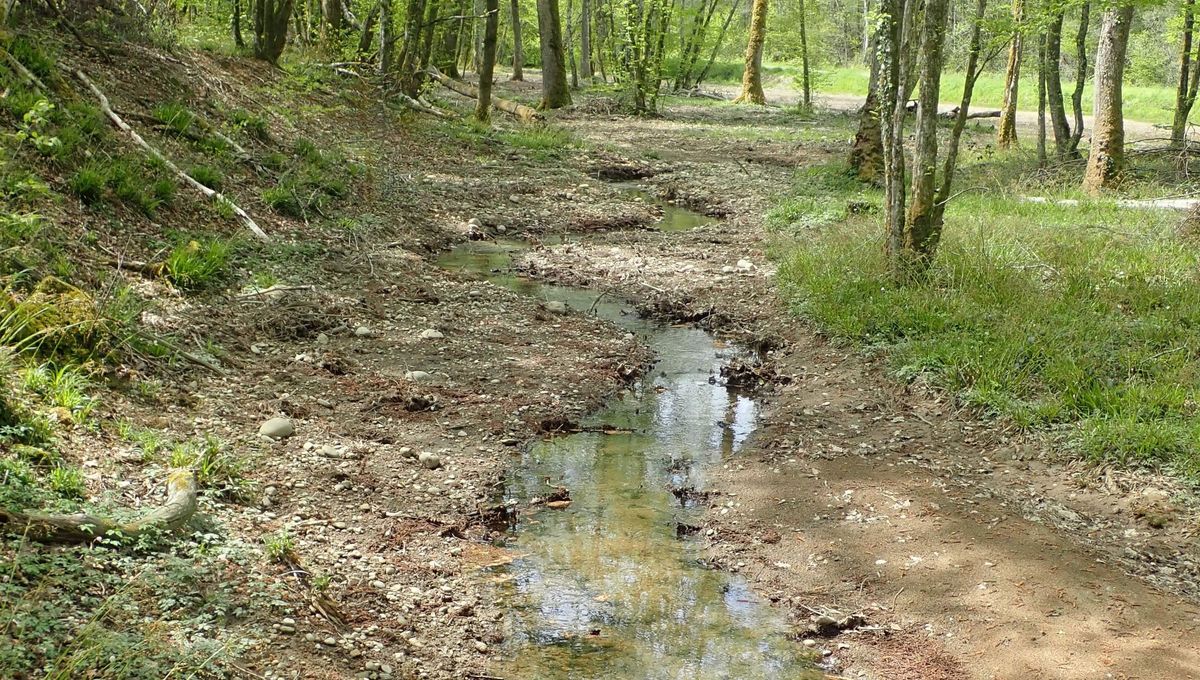 image Une rivière du Jura restaurée pour protéger la biodiversité