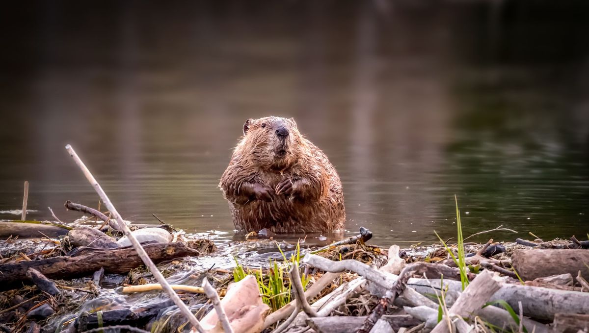 image Castors, les dents de la rivière : épisode du podcast Cultures animales, la science en bonne compagnie
