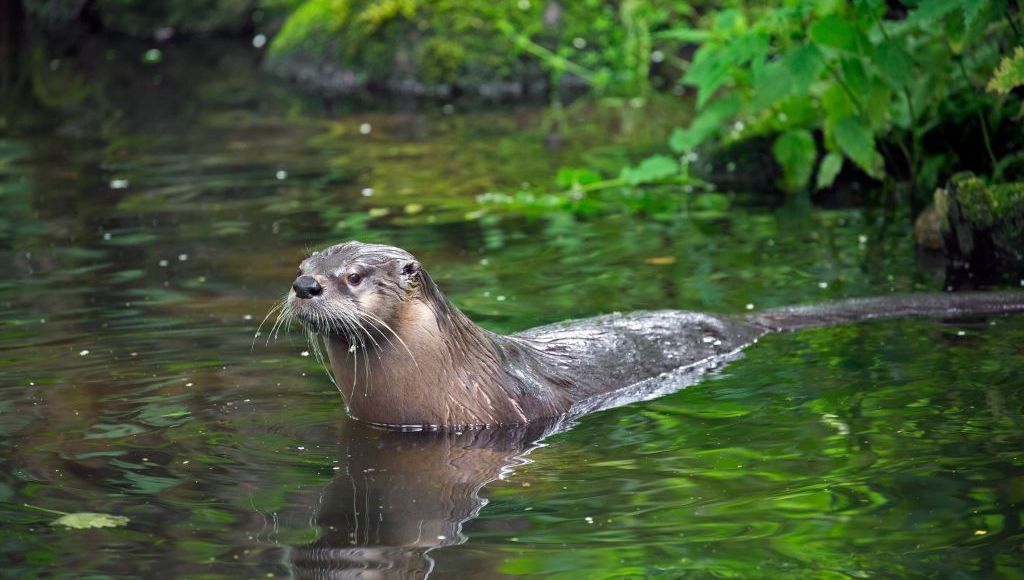 image A la recherche de la loutre dans la vallée de la Veude de Ponçay à Pussigny