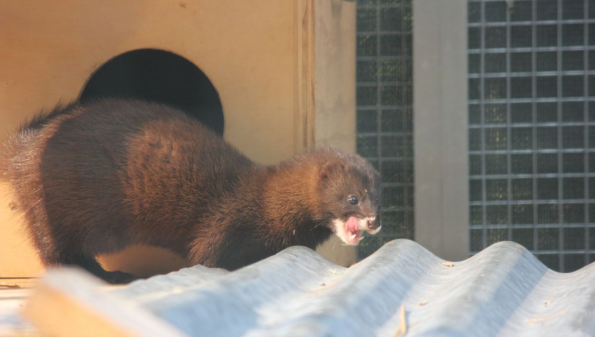 image En danger critique d'extinction, le vison d'Europe est réintroduit dans la vallée de la Charente