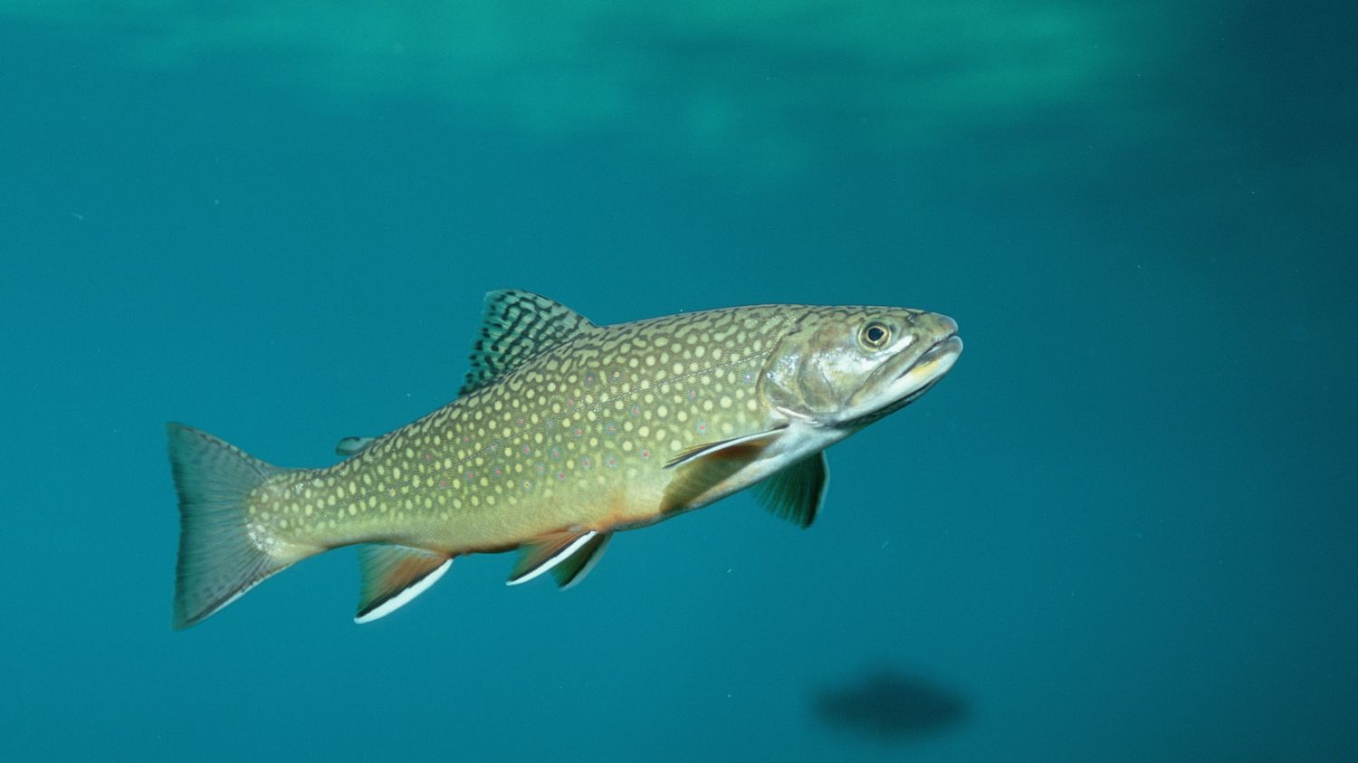 image Une équipe de l’université d’Auburn en Alabama a mis en évidence l’existence d’accents régionaux, en étudiant leurs grognements. 