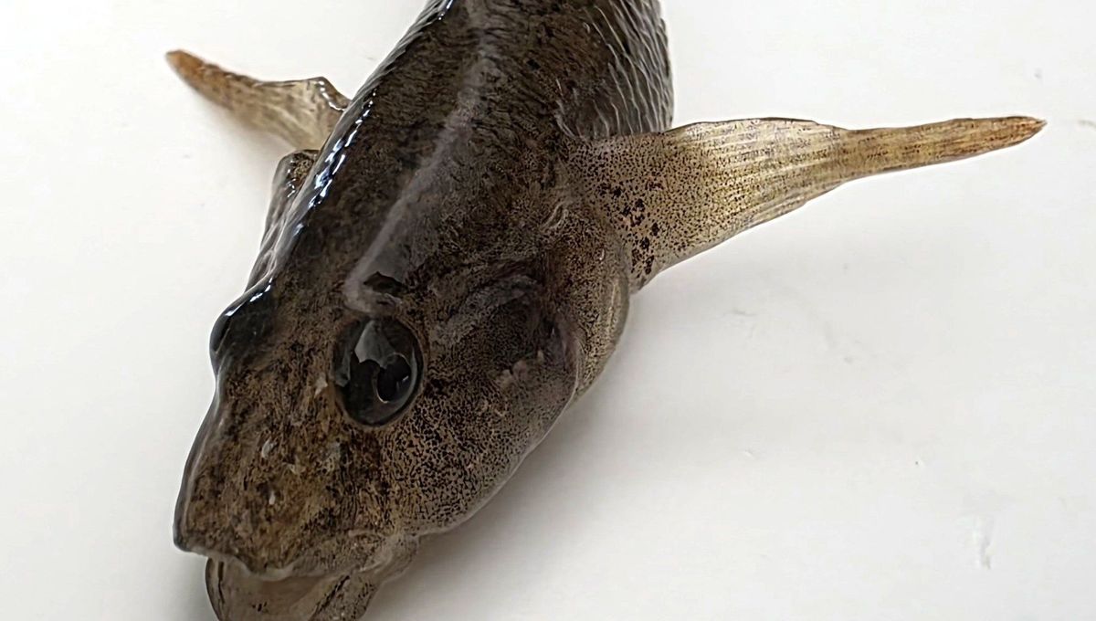 image Un poisson jusqu'alors inconnu dans l'Yonne vient d'être identifié : il s'agit du Gobie demi-lune 
