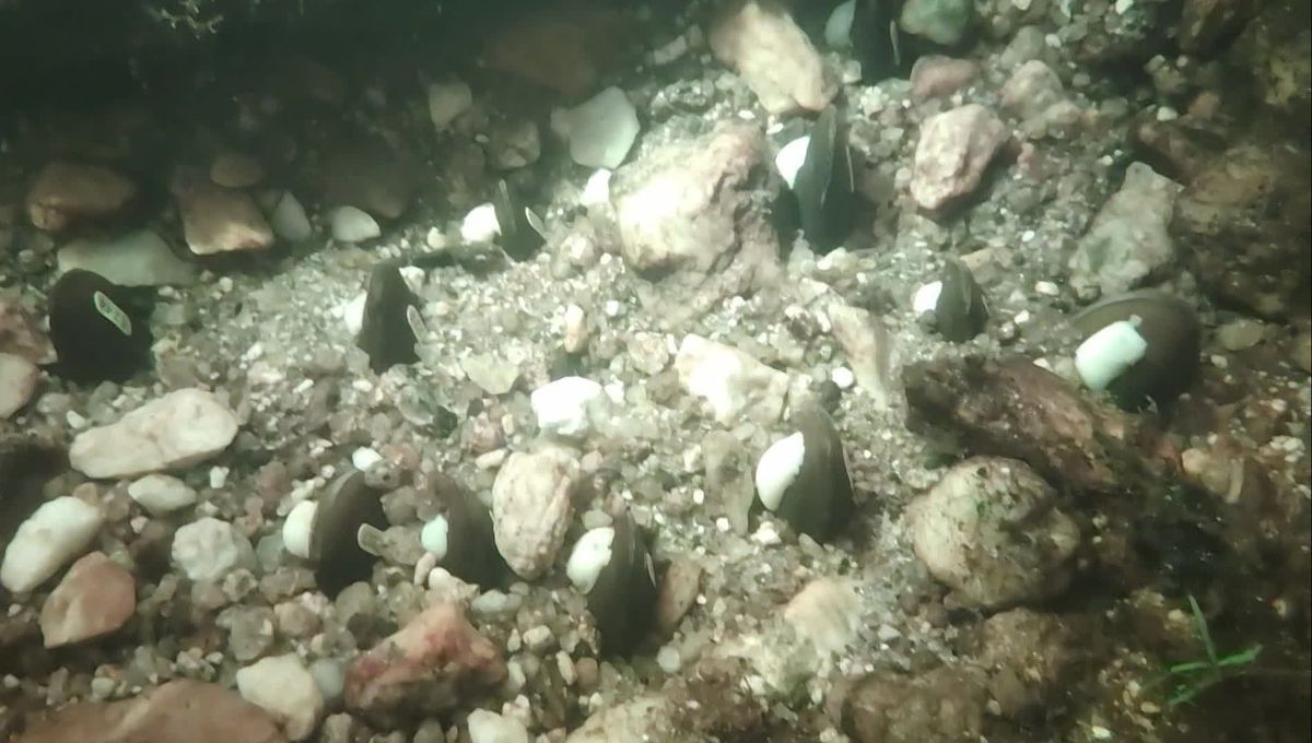 image Sentinelle des rivières, rare et centenaire, la mulette perlière renaît grâce à un programme de sauvetage inédit