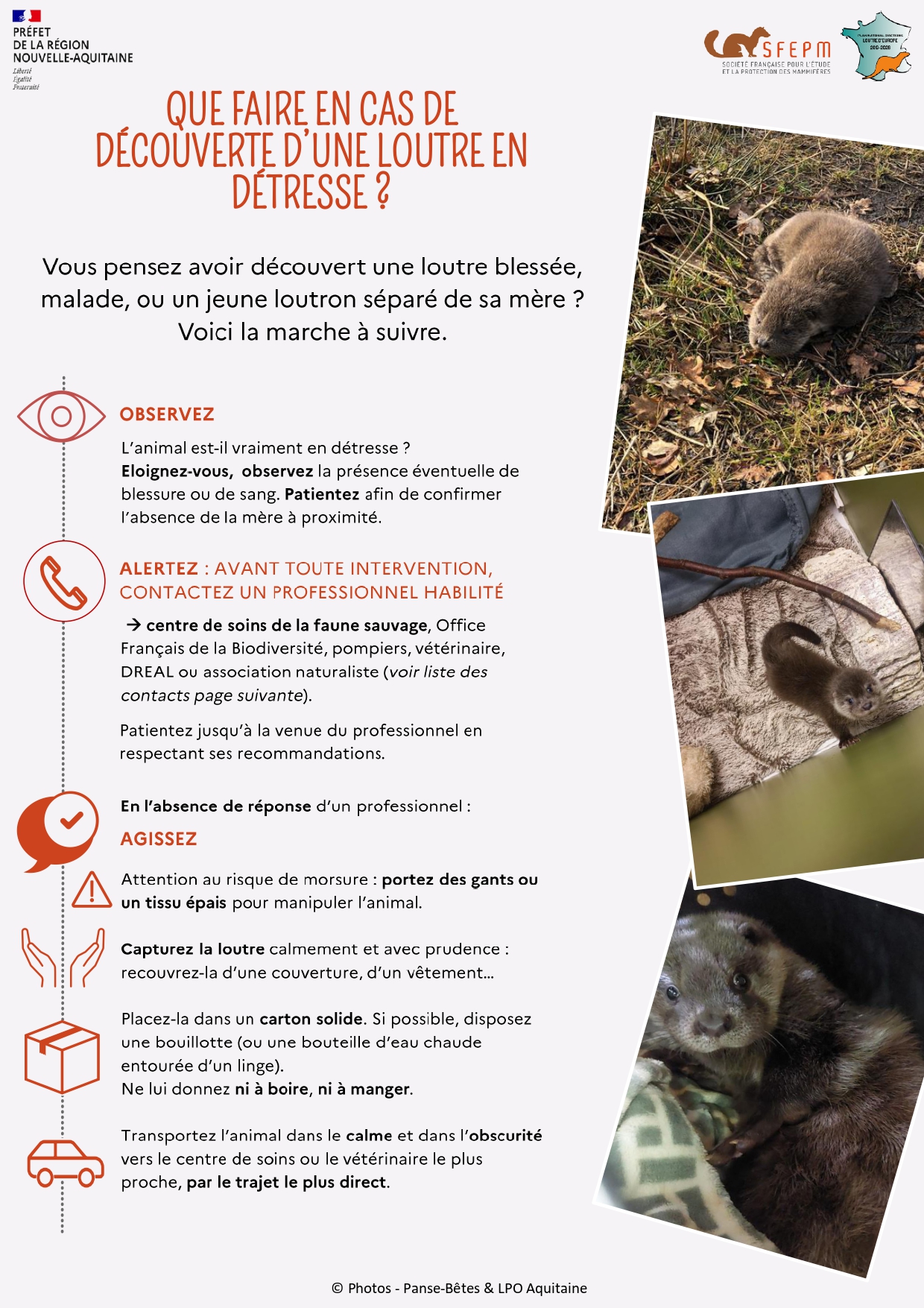 image Que faire en cas de découverte d'une loutre blessée, malade ou d'un loutron orphelin ?