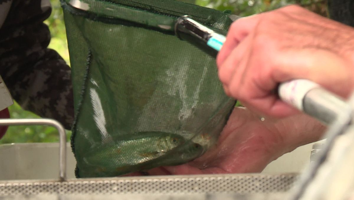 image Plus de 1 000 poissons équipés d'une puce RFID pour restaurer la continuité écologique d'une rivière - ICI